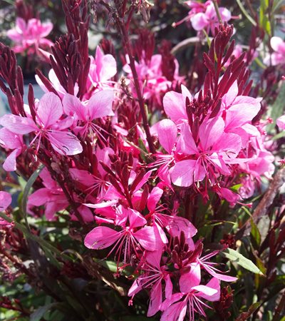 Gaura Karalee® Petite Pink